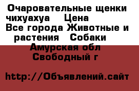 Очаровательные щенки чихуахуа  › Цена ­ 25 000 - Все города Животные и растения » Собаки   . Амурская обл.,Свободный г.